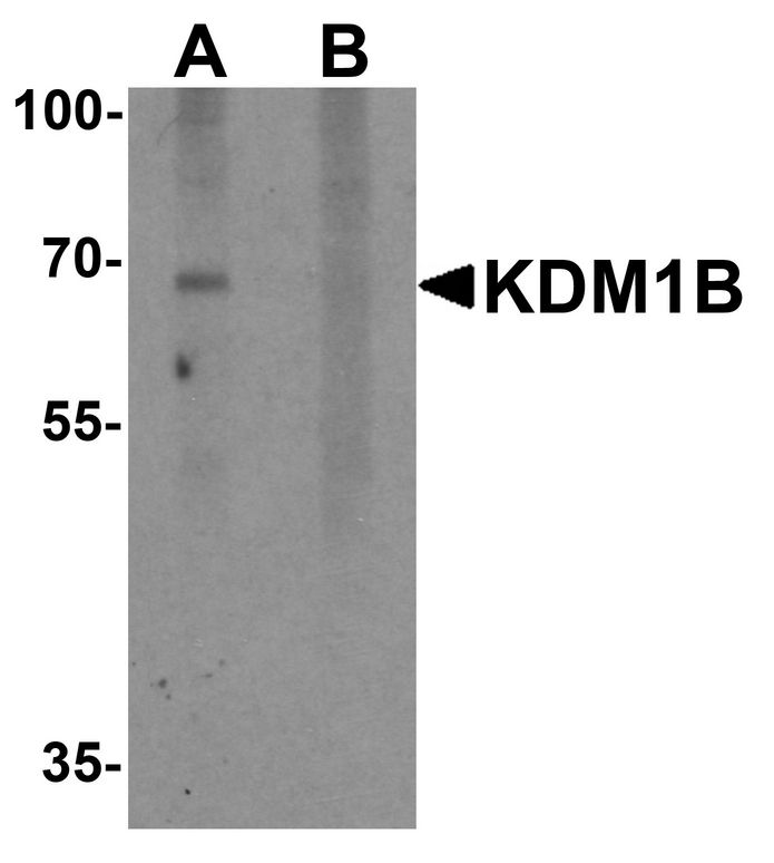 Western blot analysis of KDM1B in 3T3 cell lysate with KDM1B antibody at 2 ug/ml in (A) the absence and (B) the presence of blocking peptide.