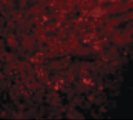 Immunofluorescence of JMJD1A in Rat Liver cells with JMJD1A antibody at 20 ug/ml.
