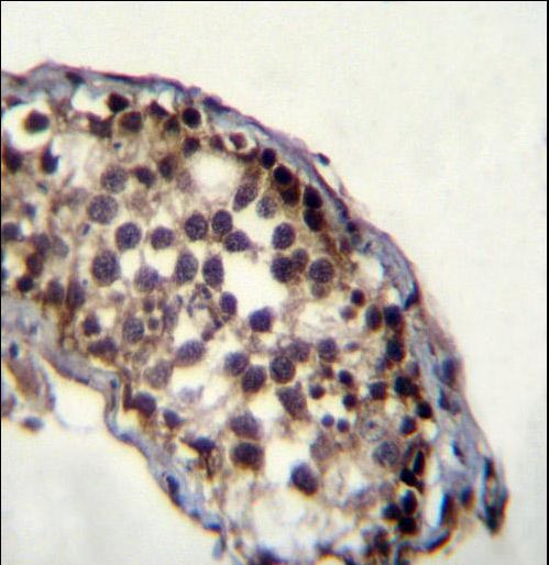 JHDM2a Antibody immunohistochemistry of formalin-fixed and paraffin-embedded human testis tissue followed by peroxidase-conjugated secondary antibody and DAB staining.