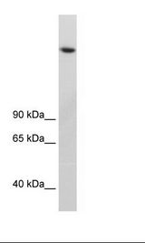 Fetal Thymus Lysate