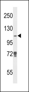 Western blot of JMJD2B Antibody in K562 cell line lysates (35 ug/lane). JMJD2B (arrow) was detected using the purified antibody.
