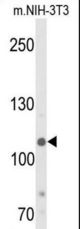 Western blot of JMJD2B-T305 in NIH-3T3 cell line lysates (35 ug/lane). JMJD2B (arrow) was detected using the purified antibody.