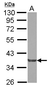 Sample (30 ug of whole cell lysate) A: A549 7.5% SDS PAGE NCK2 antibody diluted at 1:10000