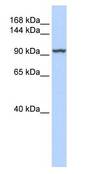 Western blot of HepG2 cell lysate using LS-B3975 at 1 ug/ml.