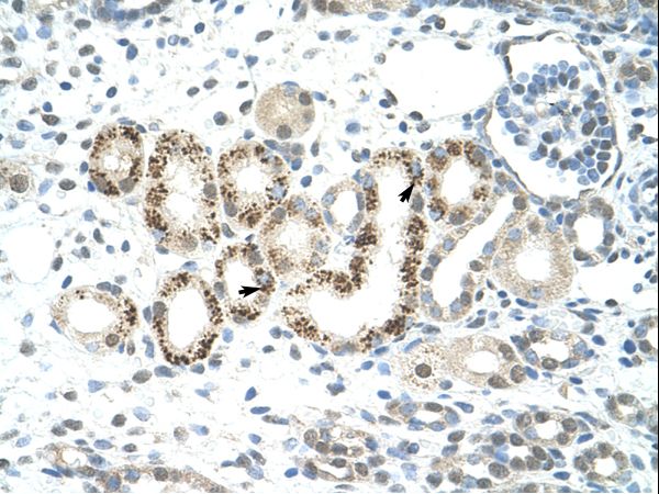 KDM4D / JMJD2D antibody LS-C30452 was used in IHC to stain formalin-fixed, paraffin-embedded human kidney.