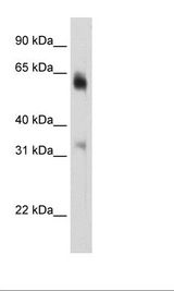 Fetal Brain Lysate