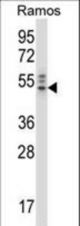 NCK2 Antibody western blot of Ramos cell line lysates (35 ug/lane). The NCK2 antibody detected the NCK2 protein (arrow).