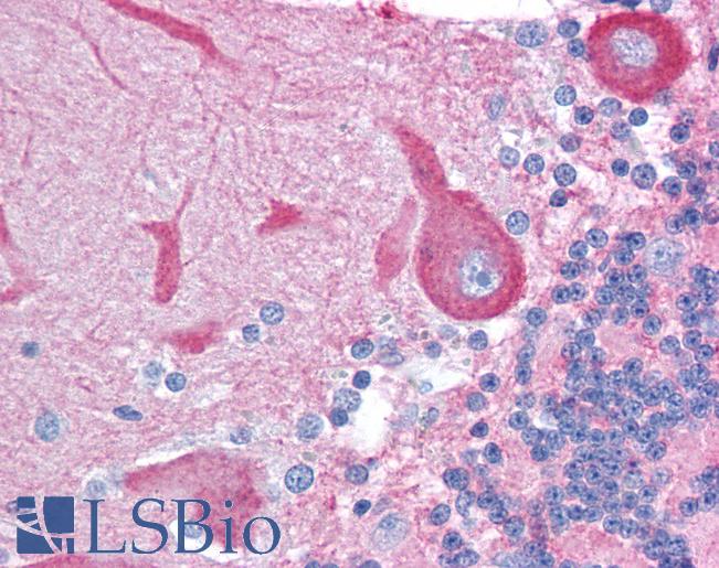 Anti-NCK2 antibody IHC of human brain, cerebellum. Immunohistochemistry of formalin-fixed, paraffin-embedded tissue after heat-induced antigen retrieval. Antibody LS-B1286 concentration 5 ug/ml.