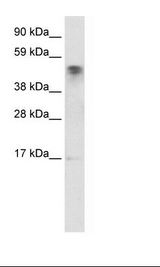 Fetal Liver Lysate