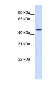 JMJD5 antibody LS-C102749 Western blot of Fetal Liver lysate.