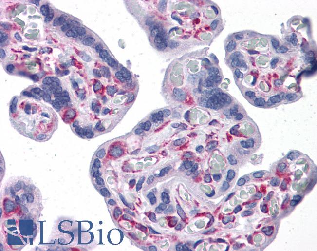 Anti-GNPDA1 antibody IHC of human placenta. Immunohistochemistry of formalin-fixed, paraffin-embedded tissue after heat-induced antigen retrieval. Antibody LS-B4599 concentration 5 ug/ml.