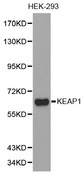Western blot analysis of extracts of HEK-293 cell lines, using KEAP1 antibody.