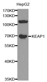 Western blot analysis of extracts of HepG2 cell lines, using KEAP1 antibody.