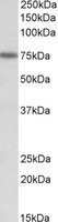 KEAP1 antibody (0.2 ug/ml) staining of NIH3T3 lysate (35 ug protein/ml in RIPA buffer). Primary incubation was 1 hour. Detected by chemiluminescence.
