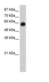 Transfected Cell Lysate