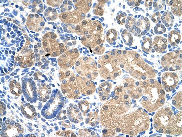 KEAP1 antibody LS-C31774 was used in IHC to stain formalin-fixed, paraffin-embedded human kidney.