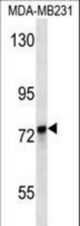 KEAP1 Antibody western blot of MDA-MB231 cell line lysates (35 ug/lane). The KEAP1 antibody detected the KEAP1 protein (arrow).