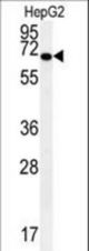 KEAP1 Antibody western blot of HepG2 cell line lysates (35 ug/lane). The KEAP1 antibody detected the KEAP1 protein (arrow).