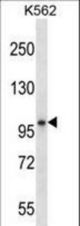 KEL Antibody western blot of K562 cell line lysates (35 ug/lane). The KEL antibody detected the KEL protein (arrow).