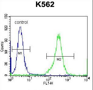 KEL Antibody flow cytometry of K562 cells (right histogram) compared to a negative control cell (left histogram). FITC-conjugated donkey-anti-rabbit secondary antibodies were used for the analysis.
