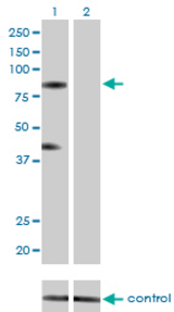 Western blot analysis of RNF103 over-expressed 293 cell line, cotransfected with RNF103 Validated Chimera RNAi (Lane 2) or non-transfected control (Lane 1). Blot probed with RNF103 monoclonal antibody (M01), clone 3E7 . GAPDH ( 36.1 kDa ) used as specificity and loading control.