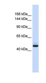 GREB1 antibody LS-C101731 Western blot of Fetal Brain lysate.
