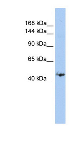 GREB1 antibody LS-C101514 Western blot of MCF7 cell lysate.
