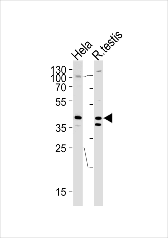 KHDRBS2 Antibody western blot of HeLa cell line and rat testis tissue lysates (35 ug/lane). The KHDRBS2 antibody detected the KHDRBS2 protein (arrow).