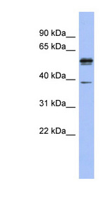 KHDRBS3 / SLM2 antibody LS-C110551 Western blot of Fetal Stomach lysate.