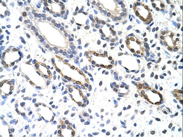 KHDRBS3 / SLM2 antibody LS-C30360 was used in IHC to stain formalin-fixed, paraffin-embedded human kidney.
