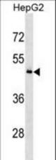 KHDRBS3 Antibody western blot of HepG2 cell line lysates (35 ug/lane). The KHDRBS3 antibody detected the KHDRBS3 protein (arrow).