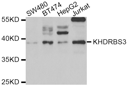 Western blot blot of extracts of various cell lines, using KHDRBS3 antibody.
