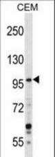 GREB1 Antibody western blot of CEM cell line lysates (35 ug/lane). The GREB1 antibody detected the GREB1 protein (arrow).