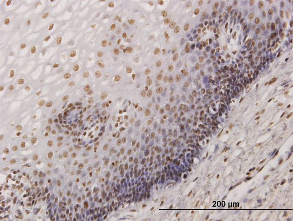 Immunoperoxidase of monoclonal antibody to KHSRP on formalin-fixed paraffin-embedded human esophagus. [antibody concentration 3 ug/ml]