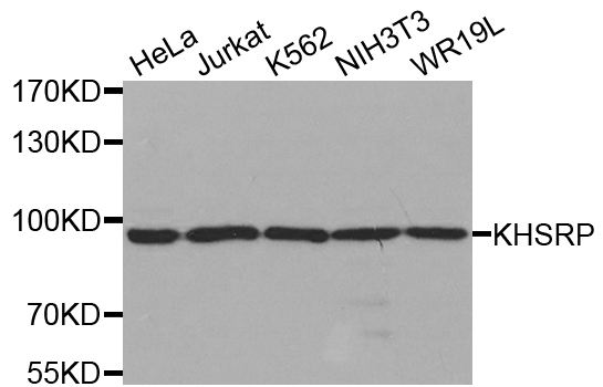 Western blot analysis of extracts of various cell lines, using KHSRP antibody.