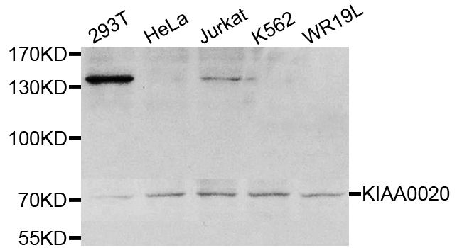Western blot analysis of extracts of various cell lines, using KIAA0020 antibody.