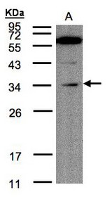 Sample (30 ug of whole cell lysate). A: Raji . 12% SDS PAGE. KIAA0152 / MLEC antibody diluted at 1:200