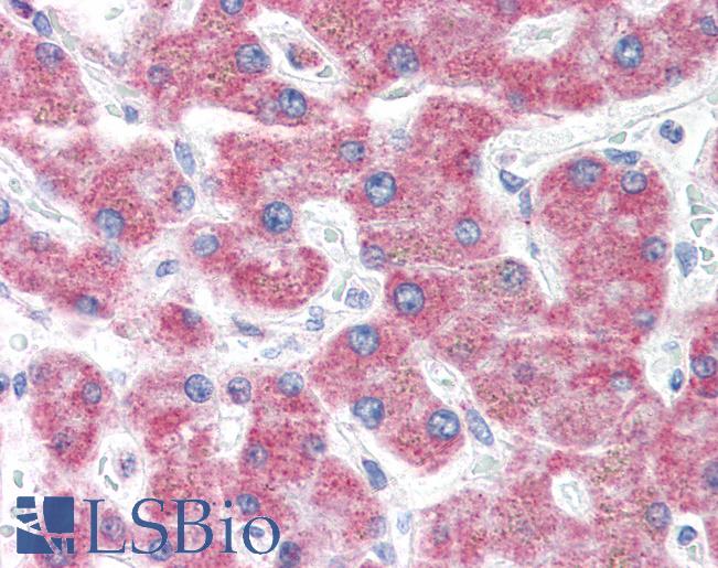 Anti-MLEC antibody LS-A9847 IHC of human liver. Immunohistochemistry of formalin-fixed, paraffin-embedded tissue after heat-induced antigen retrieval.