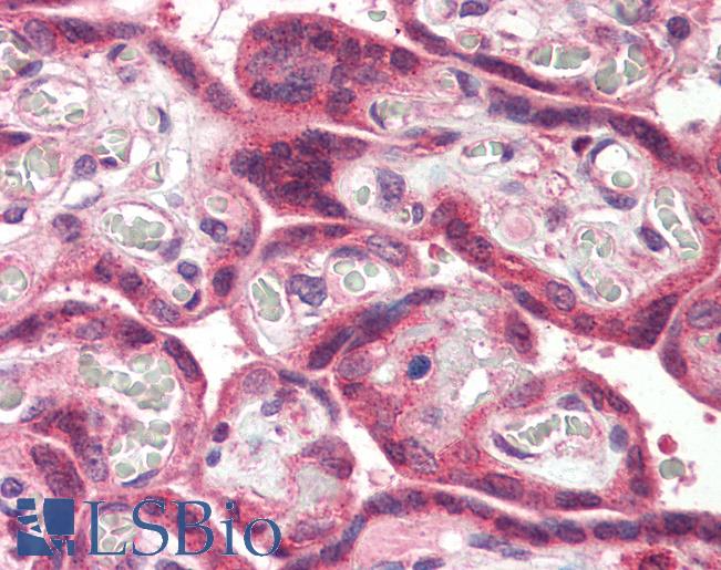 Anti-MLEC antibody LS-A9848 IHC of human placenta. Immunohistochemistry of formalin-fixed, paraffin-embedded tissue after heat-induced antigen retrieval.