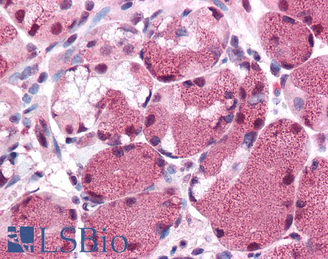 Anti-MLEC antibody LS-A8206 IHC of human stomach. Immunohistochemistry of formalin-fixed, paraffin-embedded tissue after heat-induced antigen retrieval.