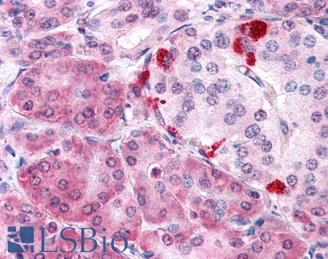 Anti-MLEC antibody LS-A8206 IHC of human pancreas. Immunohistochemistry of formalin-fixed, paraffin-embedded tissue after heat-induced antigen retrieval.