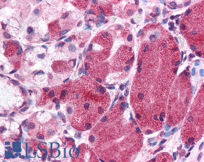 Anti-MLEC antibody LS-A8202 IHC of human stomach. Immunohistochemistry of formalin-fixed, paraffin-embedded tissue after heat-induced antigen retrieval.