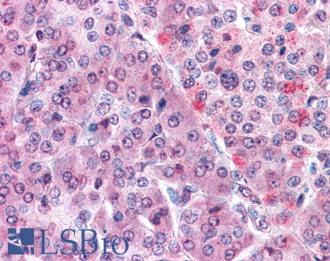 Anti-MLEC antibody LS-A8202 IHC of human pancreas. Immunohistochemistry of formalin-fixed, paraffin-embedded tissue after heat-induced antigen retrieval.