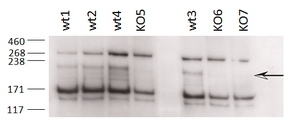 ZCCHC11 antibody (0.2 ug/ml) staining of different Testis lysates from wild type 8-9 week old C57BL/6 (wt) and knock-out (KO) mice (35 ug protein in RIPA buffer). Primary incubation was 2 hours. Detected by chemiluminescence. Data obtained from an anonymous customer.