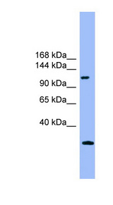 KIAA0226 antibody LS-C116905 Western blot of Placenta lysate.