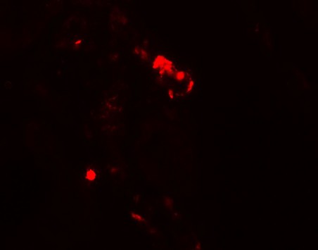 Immunofluorescence of RUBICON in human kidney tissue with RUBICON antibody at 20 ug/ml.