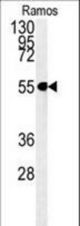 C13orf18 Antibody western blot of Ramos cell line lysates (35 ug/lane). The C13orf18 antibody detected the C13orf18 protein (arrow).