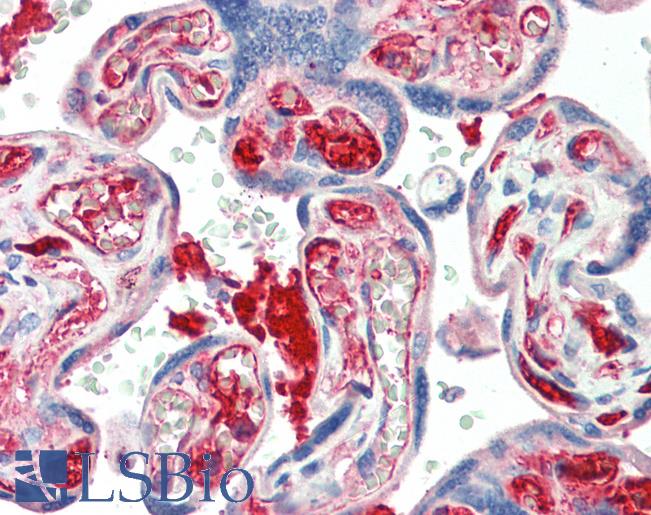 Anti-KIAA0319 antibody IHC staining of human placenta. Immunohistochemistry of formalin-fixed, paraffin-embedded tissue after heat-induced antigen retrieval. Antibody LS-B10287 concentration 5 ug/ml.