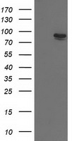 HEK293T cells were transfected with the pCMV6-ENTRY control (Left lane) or pCMV6-ENTRY TRIM2 (Right lane) cDNA for 48 hrs and lysed. Equivalent amounts of cell lysates (5 ug per lane) were separated by SDS-PAGE and immunoblotted with anti-TRIM2.