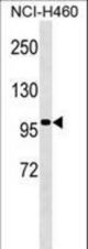 TLE4 Antibody western blot of NCI-H460 cell line lysates (35 ug/lane). The TLE4 antibody detected the TLE4 protein (arrow).